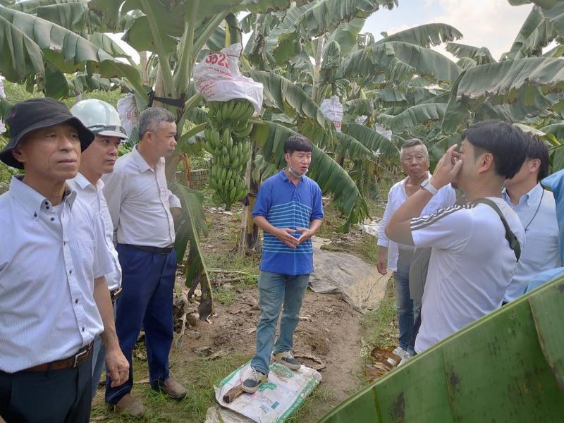 Cay tre binh dinh duoc goi trong la chuoi hinh tru
